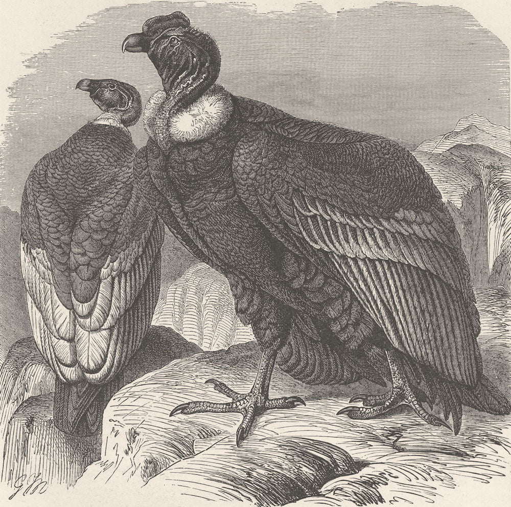 BIRDS. Male and female condors 1895 old antique vintage print picture
